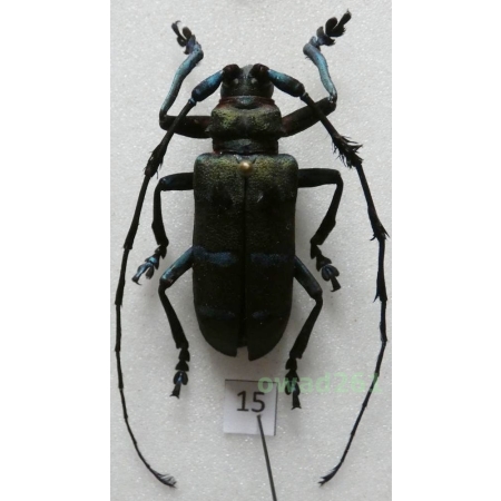 Thysia wallichii tonkinensis (Kriesche, 1924) male Thailand 36mm15